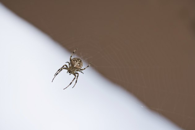 spider