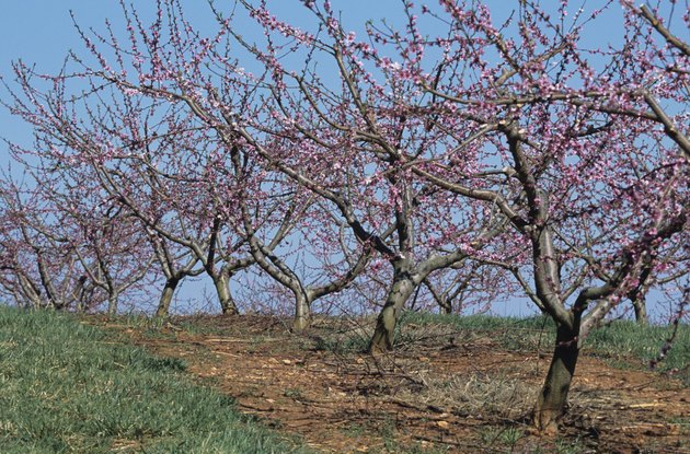 Flowering peach orchard, early Spring, Georgia, USA