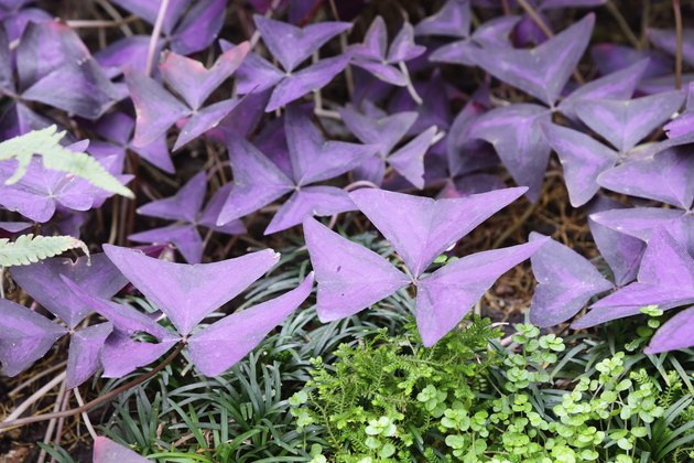closeup of Leaves of oxalis triangularis