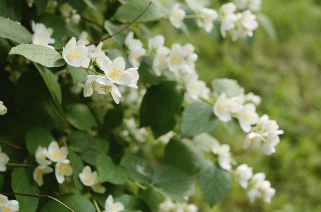 Blooming jasmin bush with tender white flowers