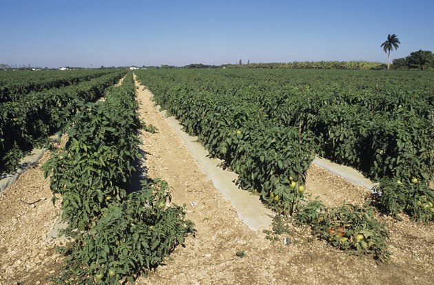 How Much Will One Acre of Tomato Plants Yield? | Hunker