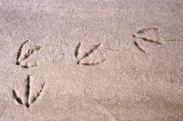 footprints of a bird