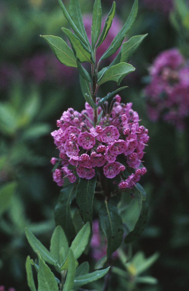 poisonous purple flowers poisonous purple flowers
