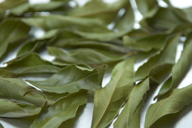 Bay leaves, close up