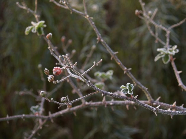 Autumn Berries: Frost-coated Hawthorn Berry Stem with Thorns (Craetagus)