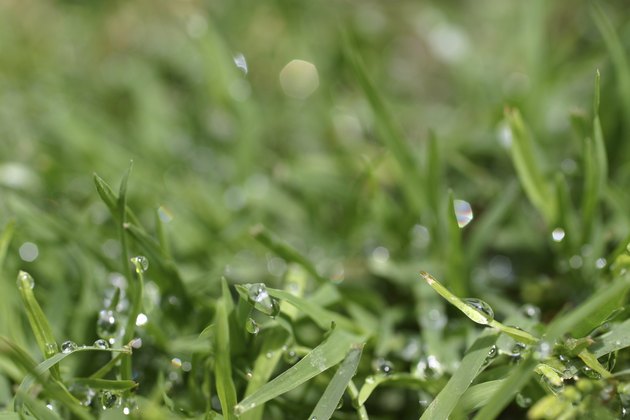 Close up Grass with Dew