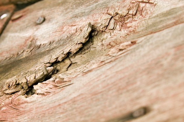 Rotting wood