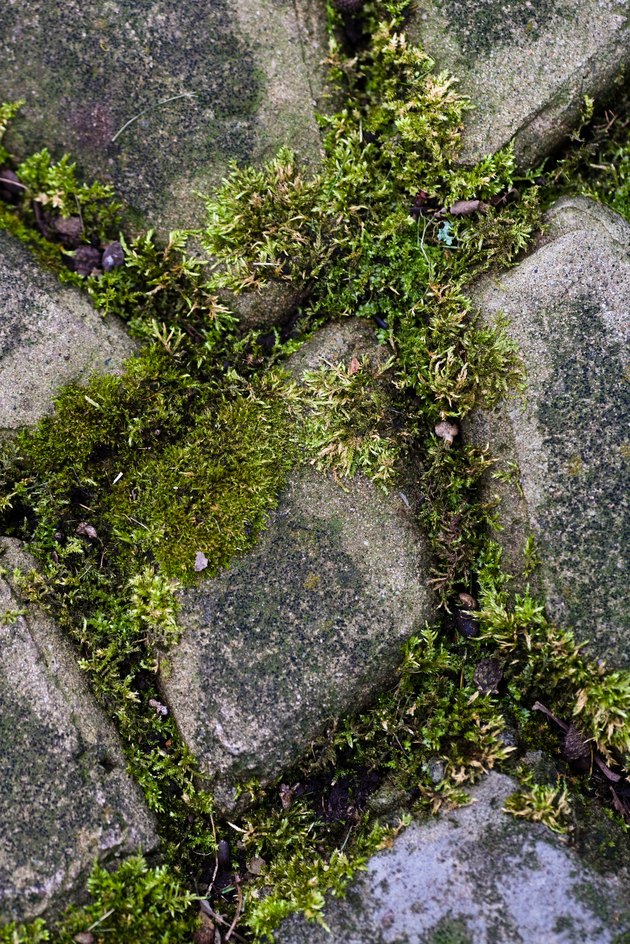 Plants growing over stepping stones in yard