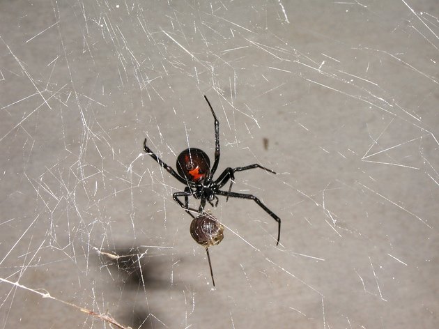 Spider