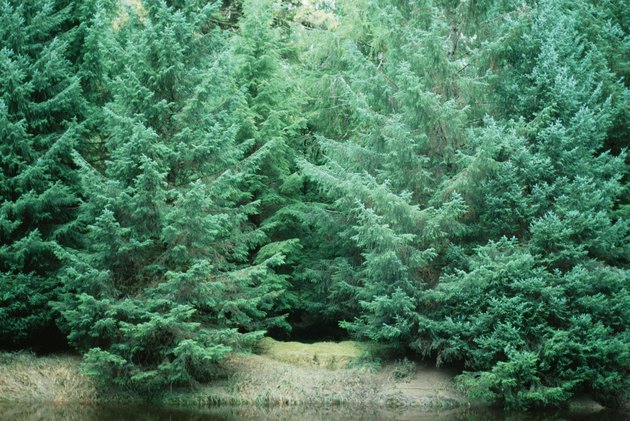 Evergreen forest