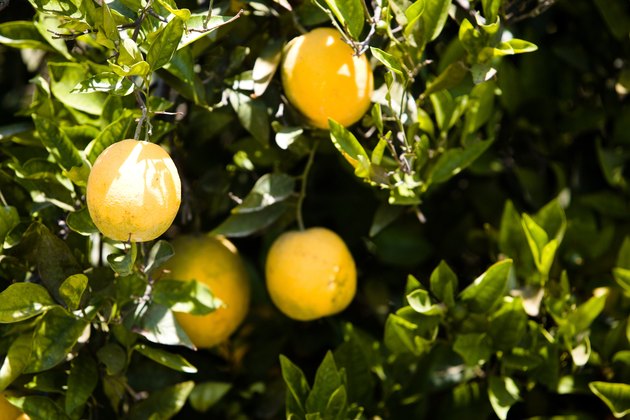 Orange tree