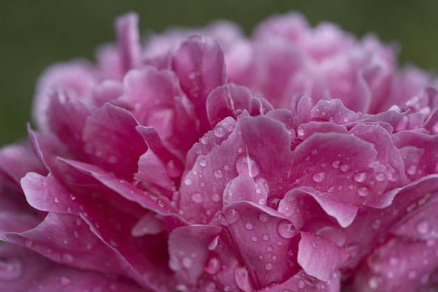 Pink peony