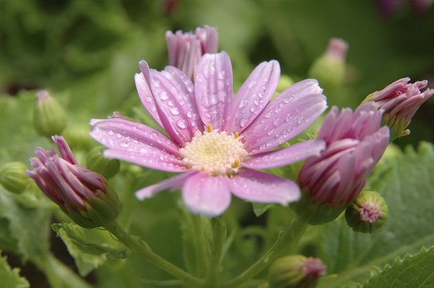 Pink-white senecio cineraria