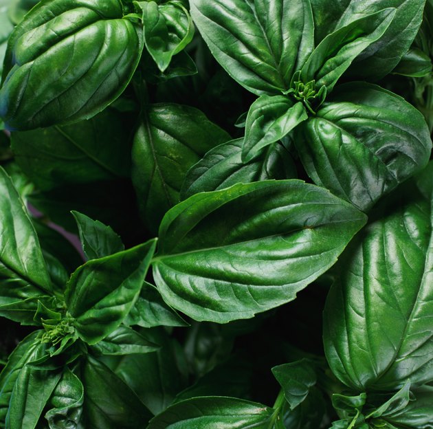 Basil, close-up