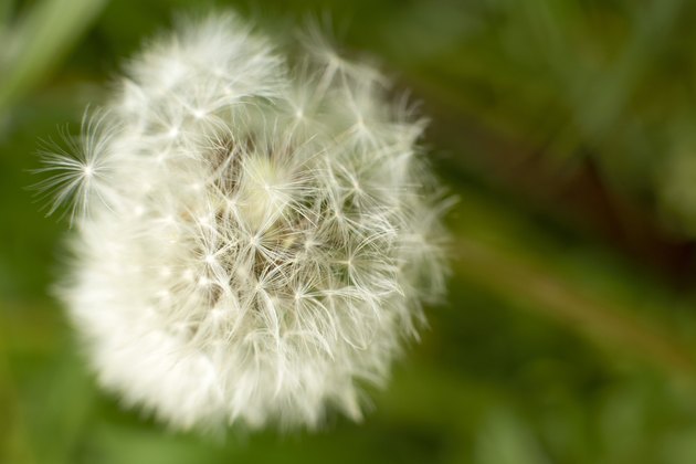 Dandelion clock
