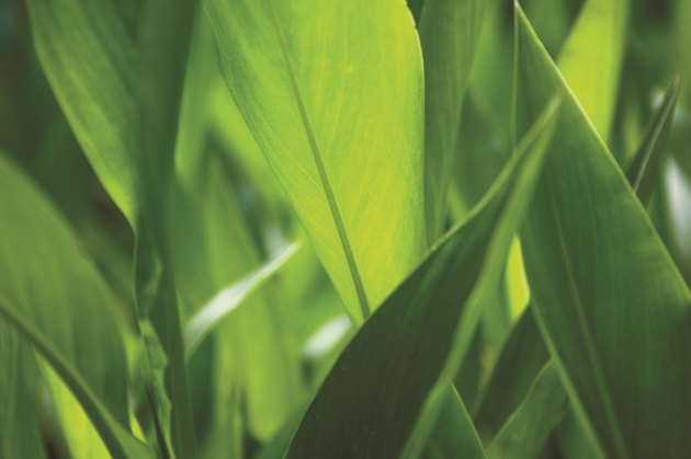 Close up view of leaves