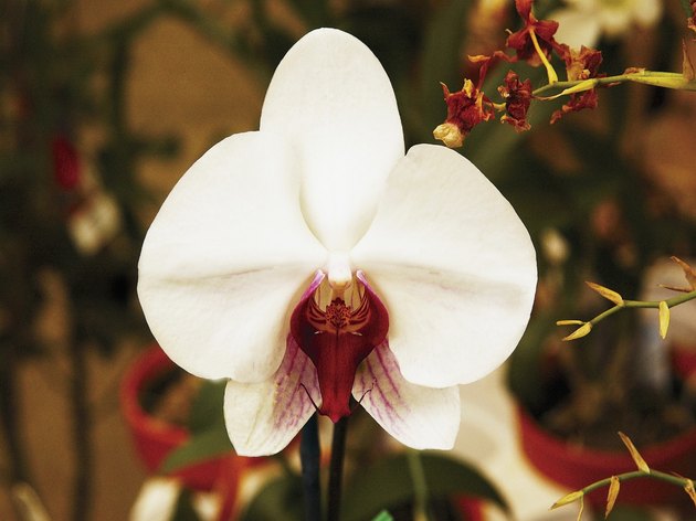 Close-up of white orchid