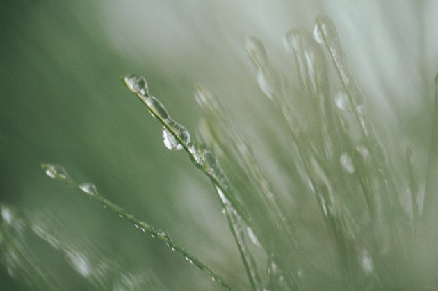 Icy water droplets on foliage