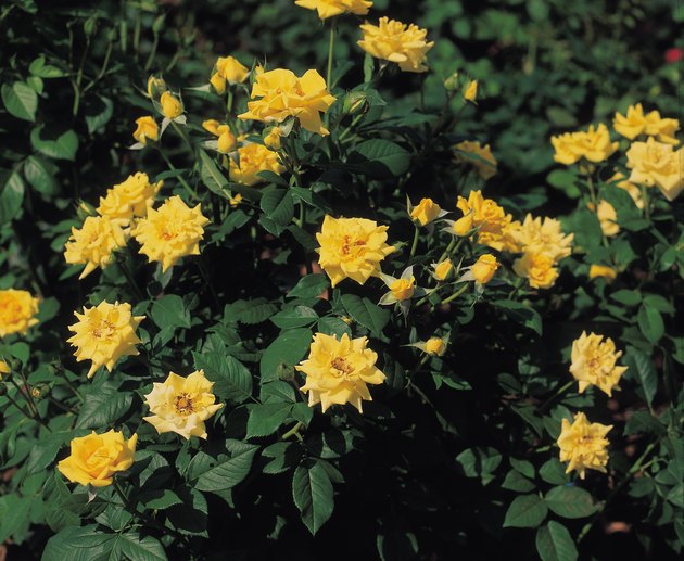 Why Leaves on a Rose Bush Turn Yellow  Hunker