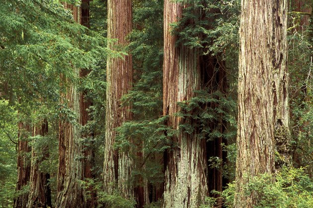 Redwood Trees Big Basin Redwood State Park California USA