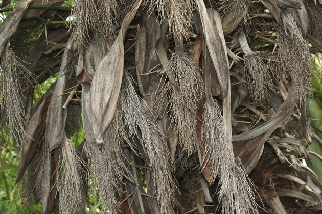death of a palm tree