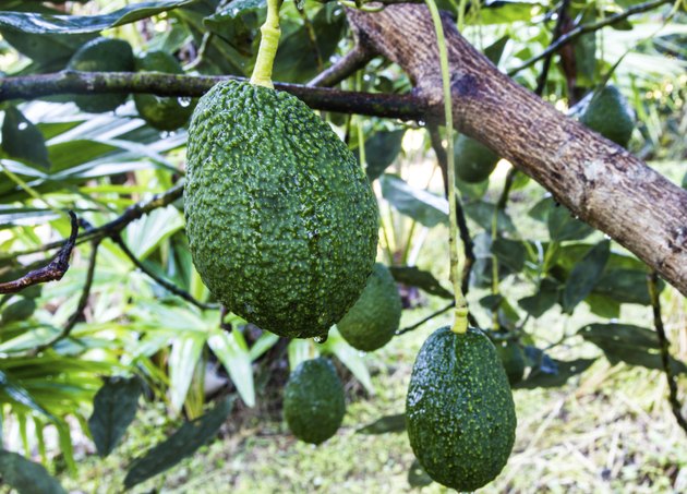 Avocado Tree Zones | Hunker