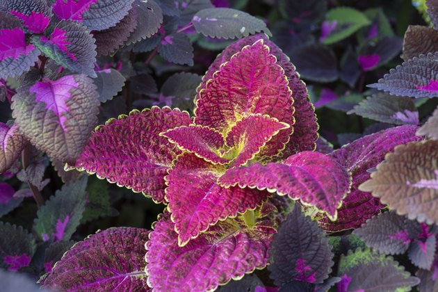 List of Plants With Purple & Green Leaves | Hunker