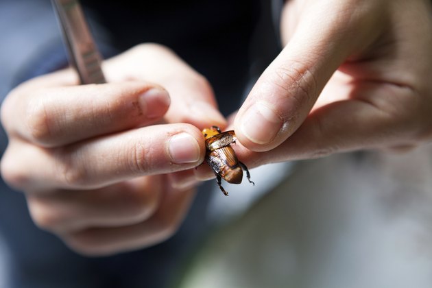 The red palm weevil