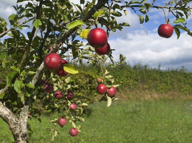 Apple tree