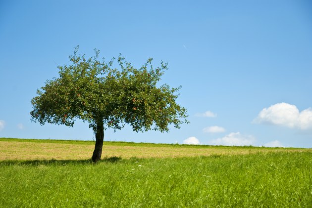 Beautiful apple tree an green meadow
