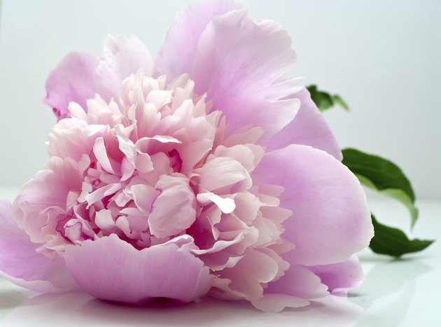 pink peony flower