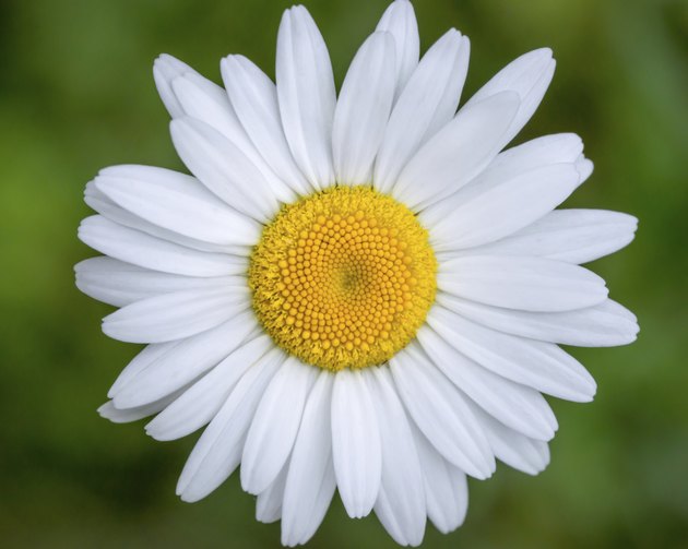 Parts of a Daisy Flower Hunker