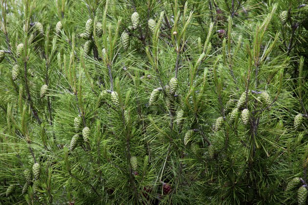 pine cones and branches