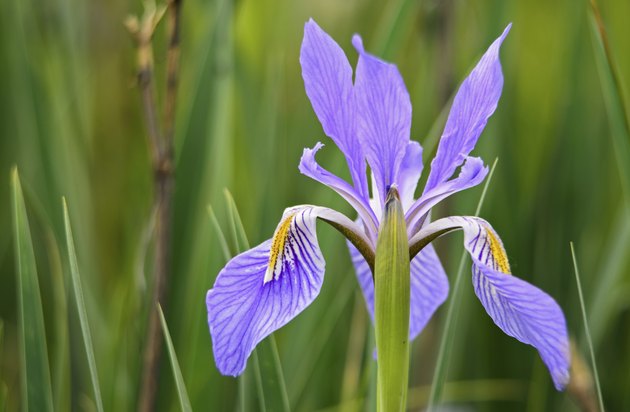 Blue Iris