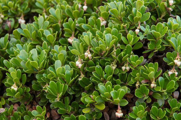 Plant with medicinal properties. Bearberry Leaves, Arctostaphylos uva-ursi - Planta con propiedades medicinales. Hojas y flores de Gayuba, uva de oso, Arctostaphylos uva-ursi