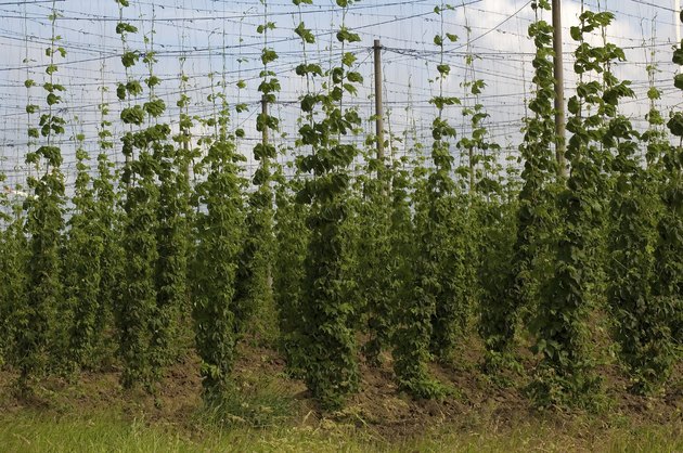Hopfenanbau