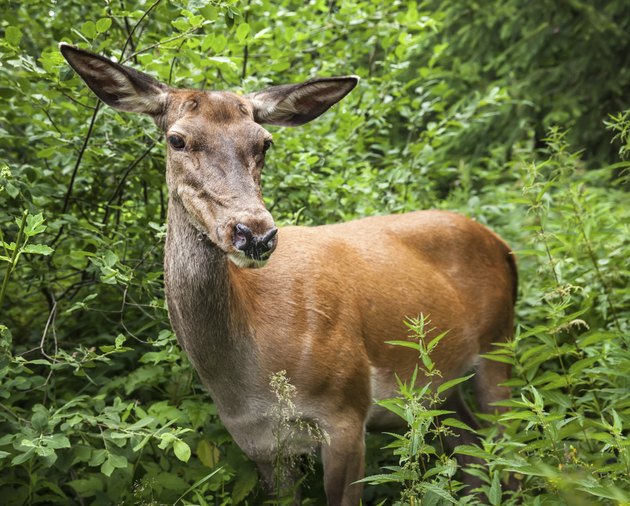 Young deer in the bushes