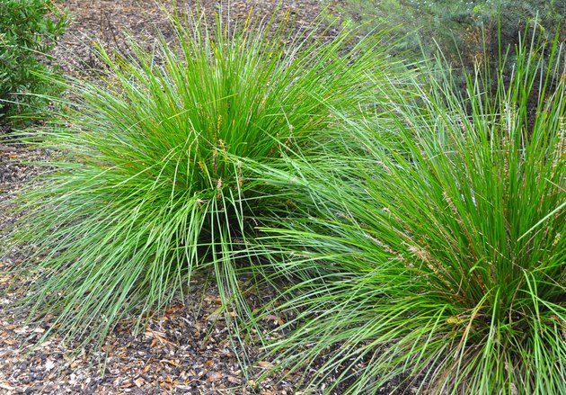 The Best Time Of Year To Split And Transplant Ornamental Grass | Hunker