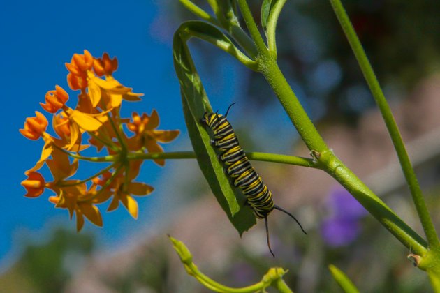 monarch caterpillar on milkweed