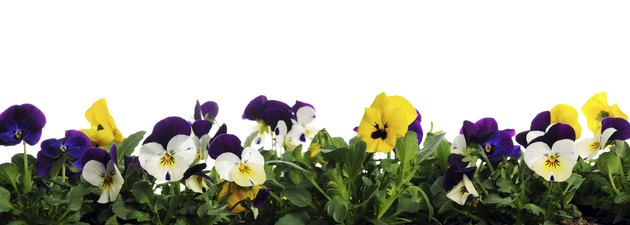 border of pansies