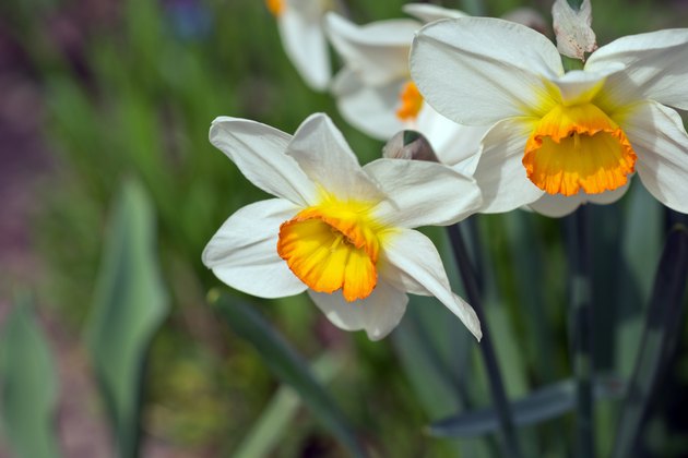 Closeup White and Yellow Daffodil, Narcissi