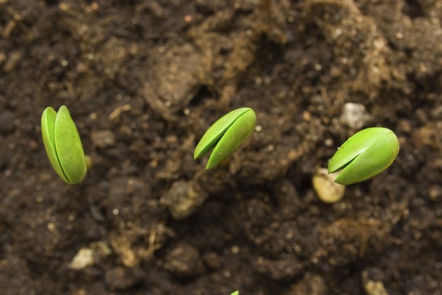 Three small plant of soy
