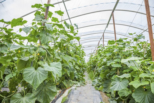 cucumber in green house