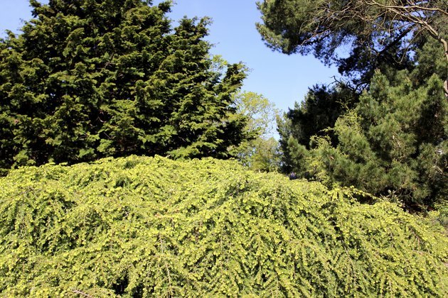 Image of rockery garden with dwarf conifers, including cypress trees