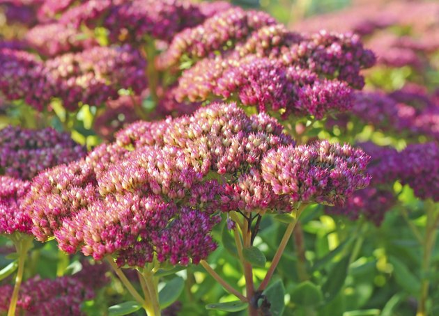 Sedum telephium