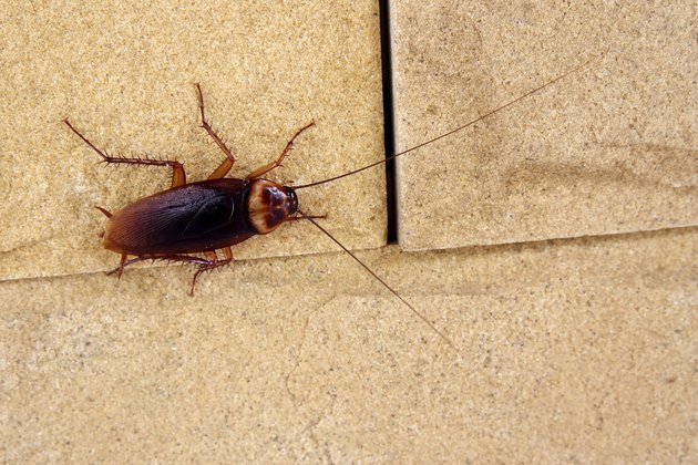 cockroaches