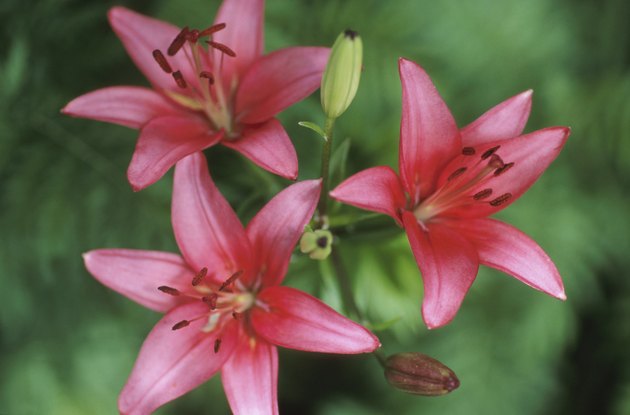 Lilies