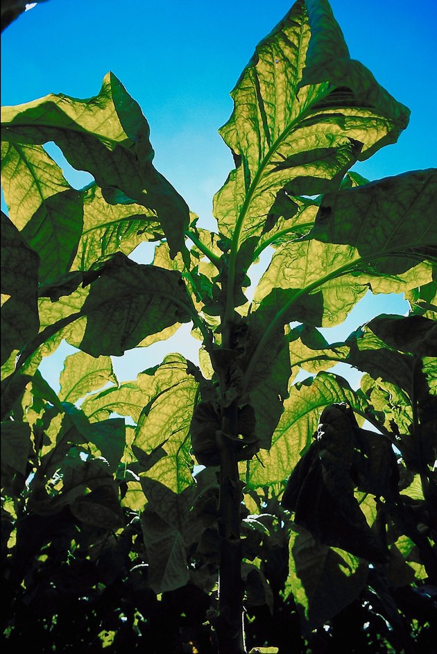 What Crops Were Grown In Colonial Georgia Hunker