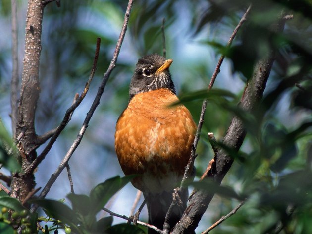 Photo, robin perched in a tree, Color