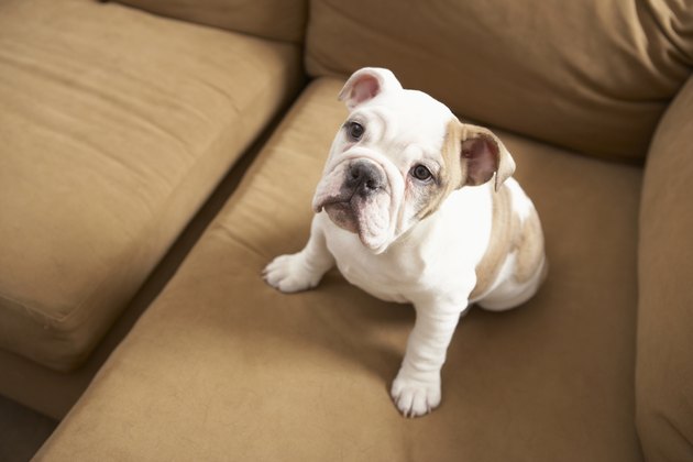 Dog on sofa